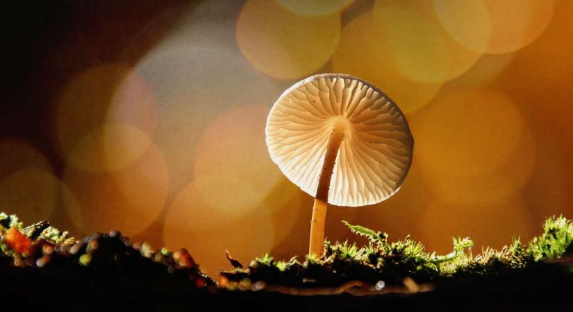 Tinderük is van, és túlélik a sugárzást – Döbbenetes tények a gombákról