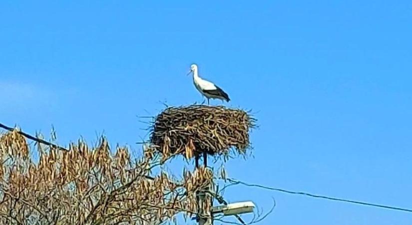 Megérkezett az első gólya Poroszlóra