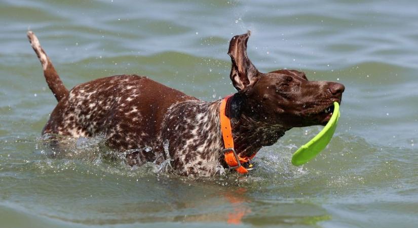 Nagyot léptek végre Siófokon, zöld utat kaphat a kutyás strand