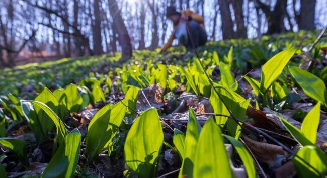 Medvehagyma gyűjtése és hatásai: mikor szedhető, mire jó és mikor nem ajánlott