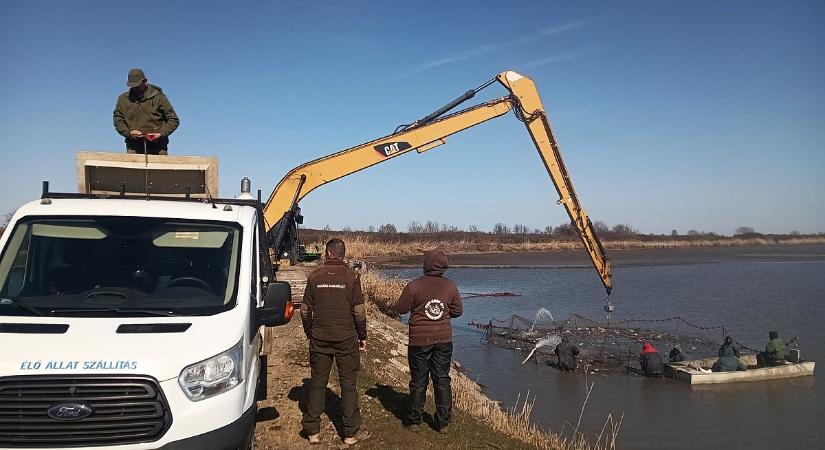 Háromnyaras pontyok kerültek a megye vizeibe