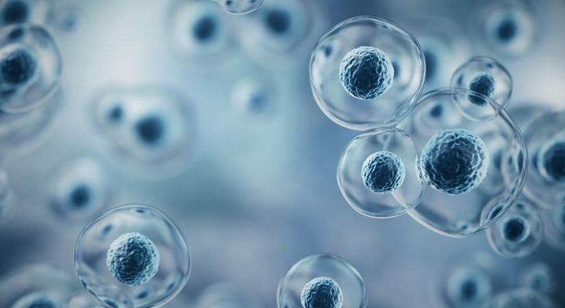 A kutatók megfigyelték, hogy mit művelnek a mikroműanyagok az immunsejtekkel