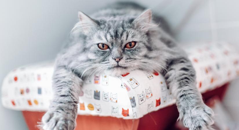 Meg tudod állapítani, mit üzen a macska? – Képes kvíz