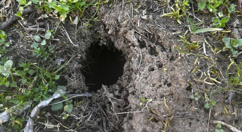 Bűncselekményt követ el, aki ezt teszi a kertjében, nem lehet megúszni a büntetést