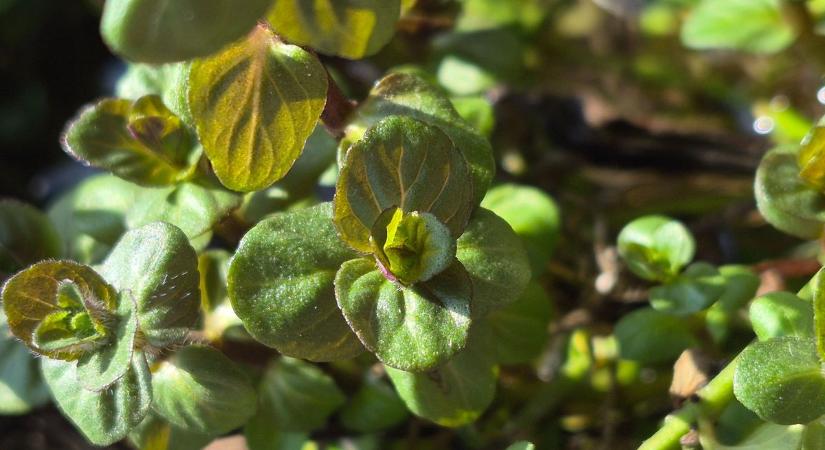 Szemtelen természet: egy növény a kertben, amit imádunk és utálunk egyszerre