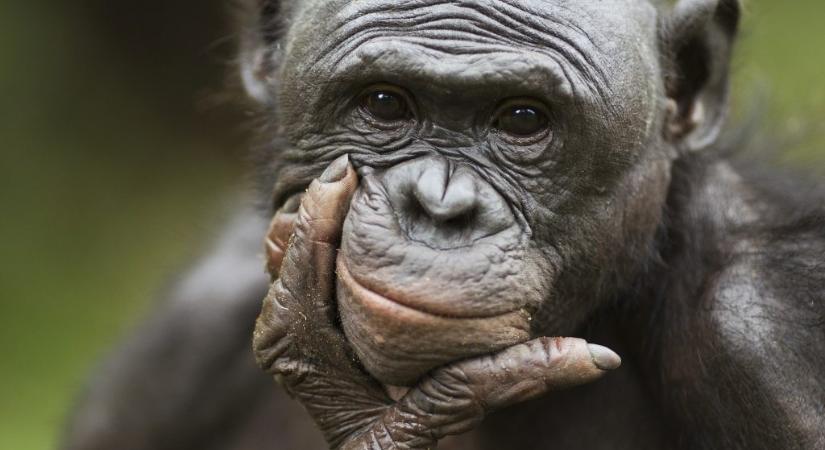 Tényleg annyira barátságosak lennének a bonobók?
