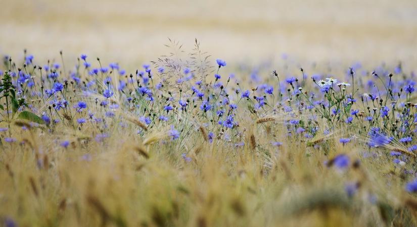 Elérhetővé váltak az AKI agrárszakképzési tanulmányai