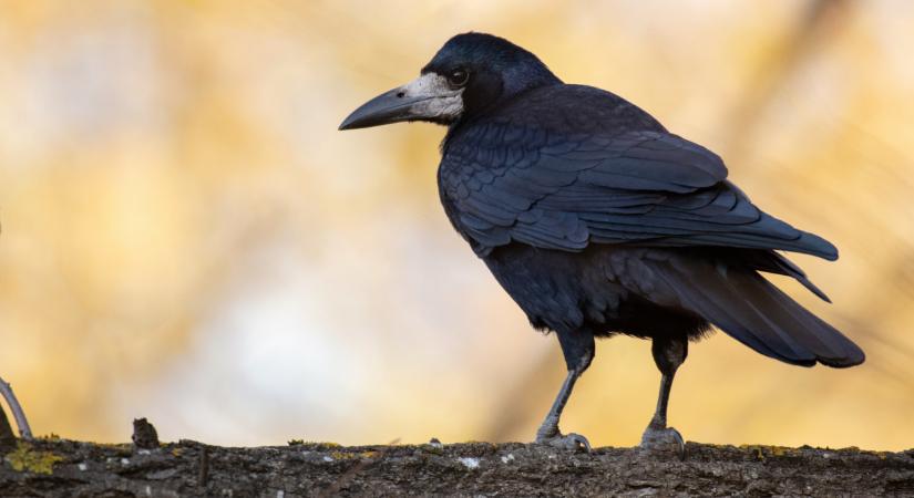 Egyre több ilyen állat bukkan fel a magyar településeken: ijesztő lehet