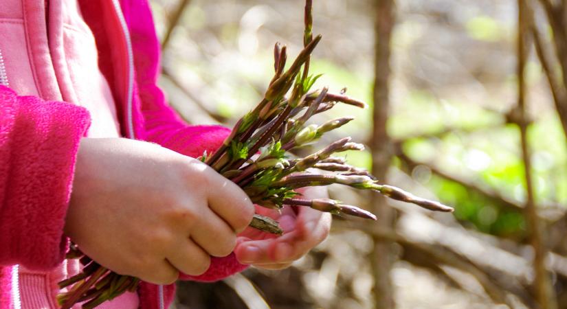 Dédanyáink titkos csemegéje: ingyen terem a hamis spárga, amiért Brüsszelben 1000 eurót is elkérnek