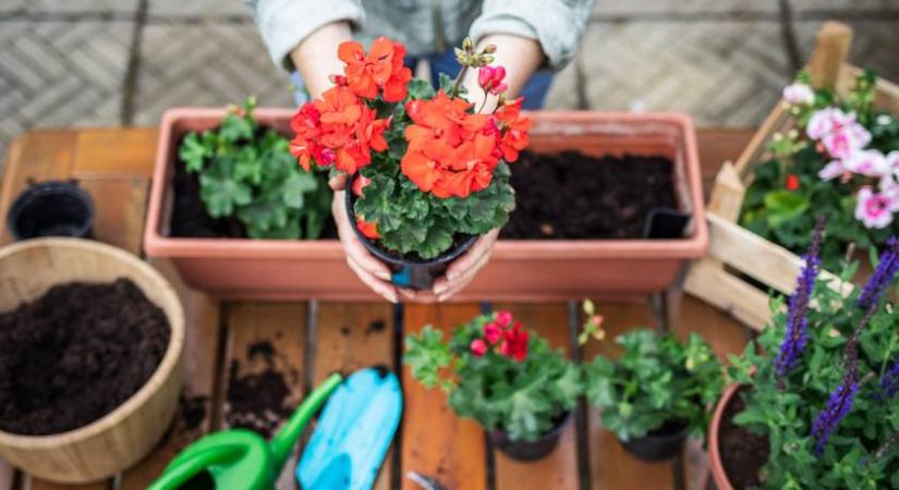 Ezért mennek tönkre a cserepes növényeid