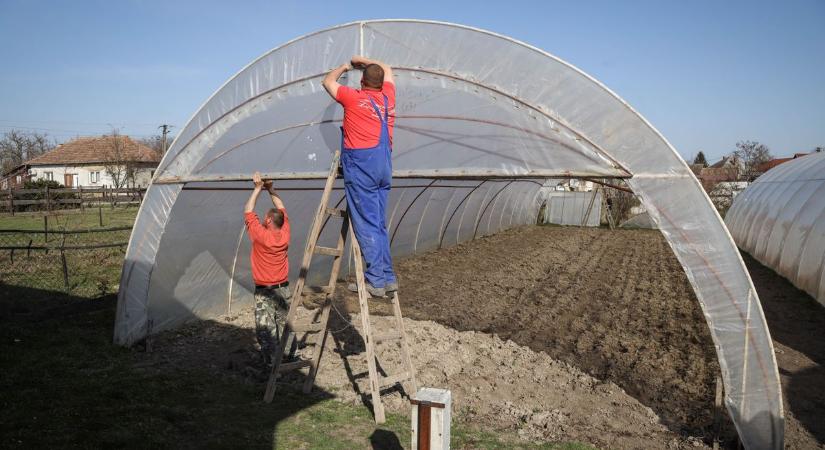 Tonnaszám érkeznek majd a finomságok hamarosan a tiszaszőlősi fóliák alól