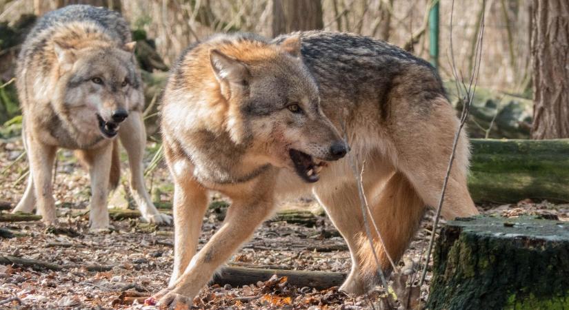 Tizenhat farkasfalka és ezer medve kóborol a magyar határnál