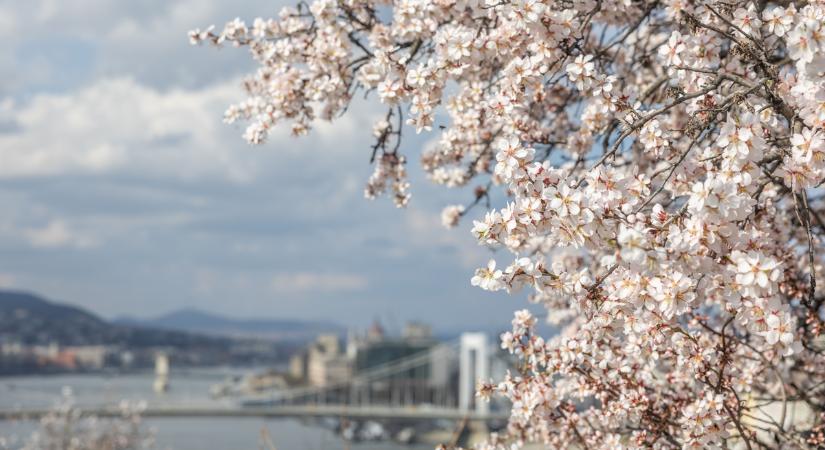Végre itt a tavasz! Virágba borult a Gellért-hegy híres mandulafája – Galéria!
