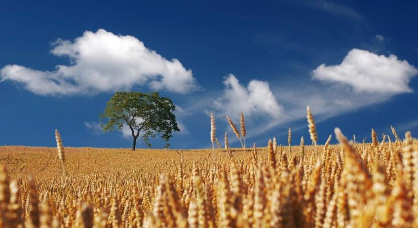 Veszélyben a magyar gazdák? 10 év haladékot kérnek az ukránok az EU-s szabályok alól