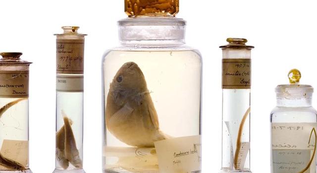 Felnyitás nélkül, lézerrel vizsgálták meg Darwin kétszáz éves preparátumait