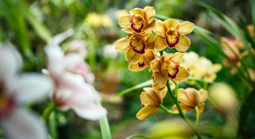 Túlélők a házban, avagy kertészeti szerencsétlenségeim