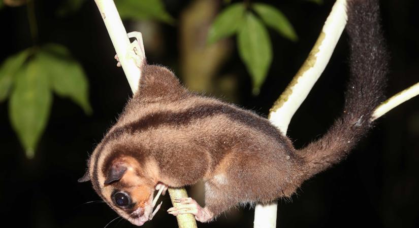 6000 éve kihaltnak hitt állatról derült most ki: még mindig él