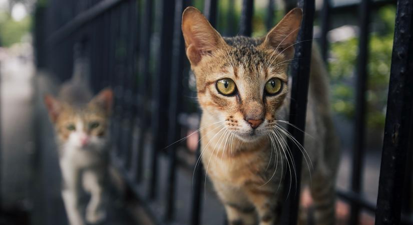 Új tanulmány jött rá, mitől élhetnek tovább a macskák