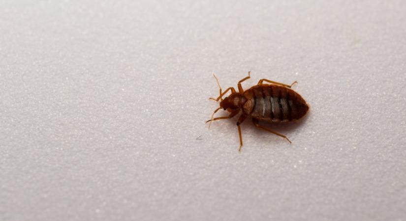Véletlenül fedezték fel az ágyi poloskák gyenge pontját