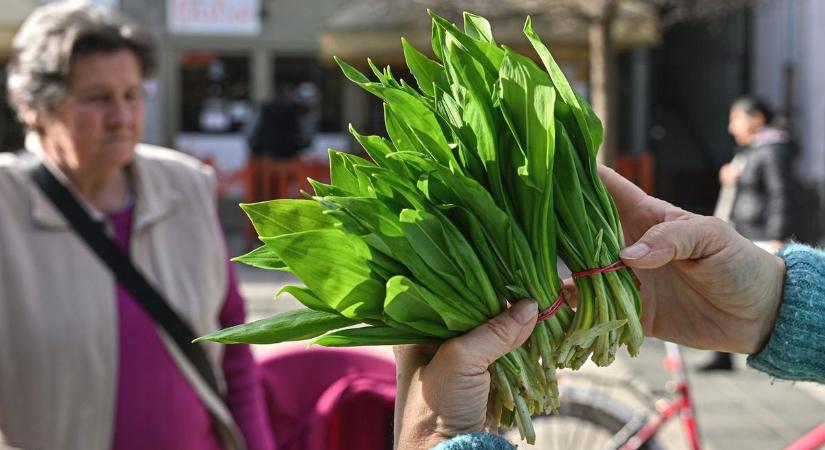 Csemege vagy méreg? Ezt sokan nem tudják a medvehagymáról