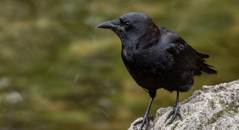 Varjúleltár: a hajdú-bihariak is sokat segíthetnek