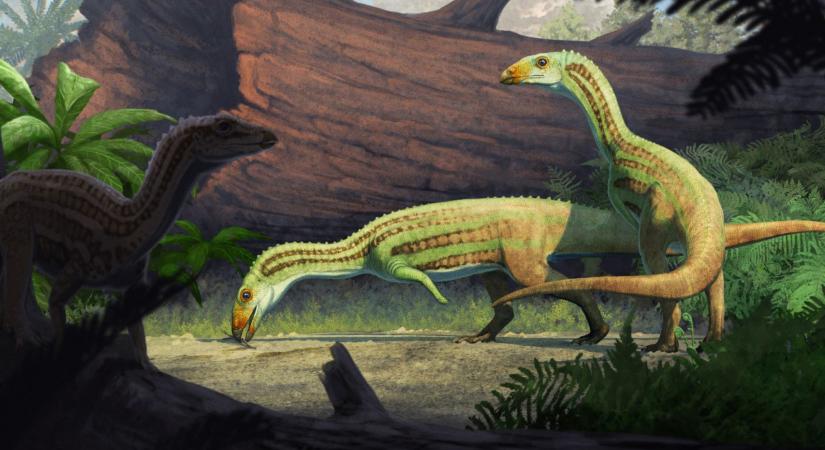 Egy eddig ismeretlen dinó, amely gyerekkorában négy lábon járt, majd felnőve két lábra emelkedett