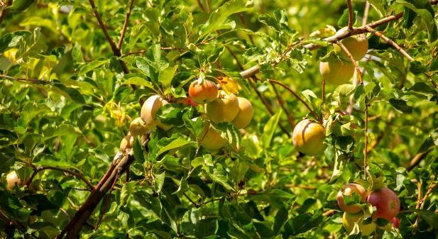 Fordulóév jöhet az almánál