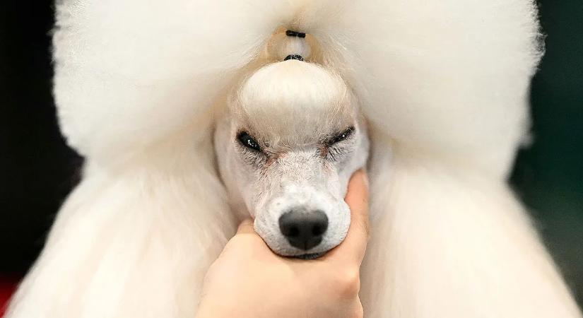 Elegancia, energia és rengeteg imádni való pofi – galéria