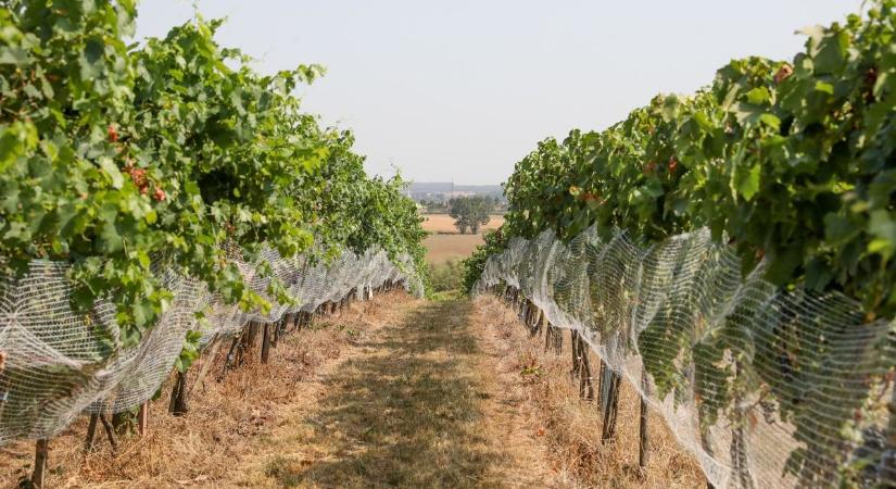 Szőlő aranyszínű sárgaság: most kell megfékezni a fertőzés terjedését!