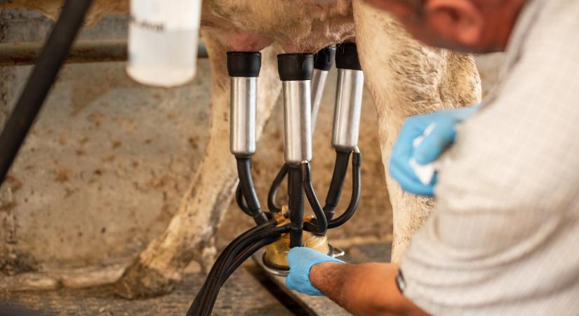 Tömeges csőd jöhet a tejiparban, minimális felvásárlási árat kérnek a termelők az Orbán-kormánytól