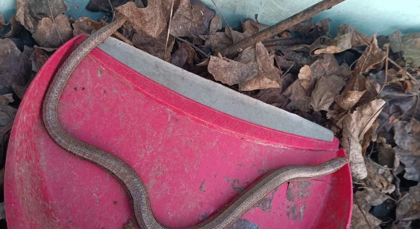 Mihez kezdjünk egy tetszhalott kuszmával?