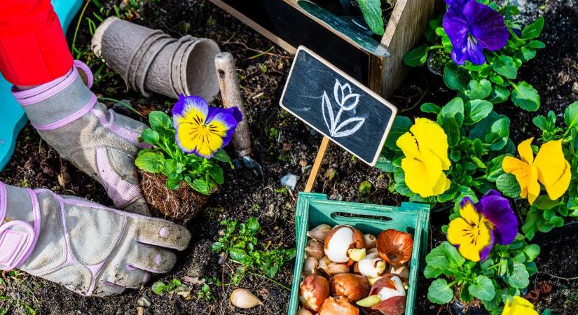 Talaj, metszés, permetezés – ezek a tavaszi kertészkedés első lépései