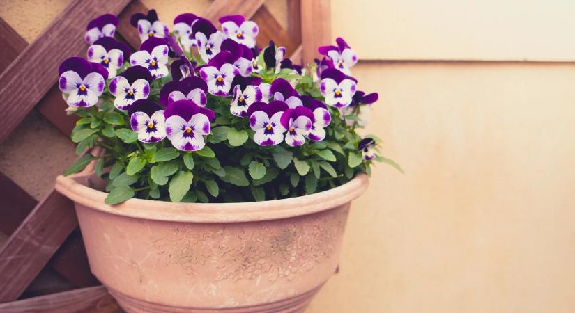 Ha ezt a pár lépést márciusban megteszed, egész nyáron ontja a virágot a muskátli