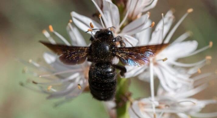 Búvárruha nélkül a viz alatt – Így élik túl az árvizet a dongókirálynők
