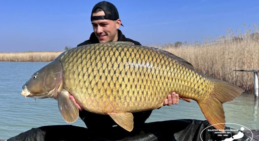 Emberméretű pontyot fogtak a Balatonban – fotó