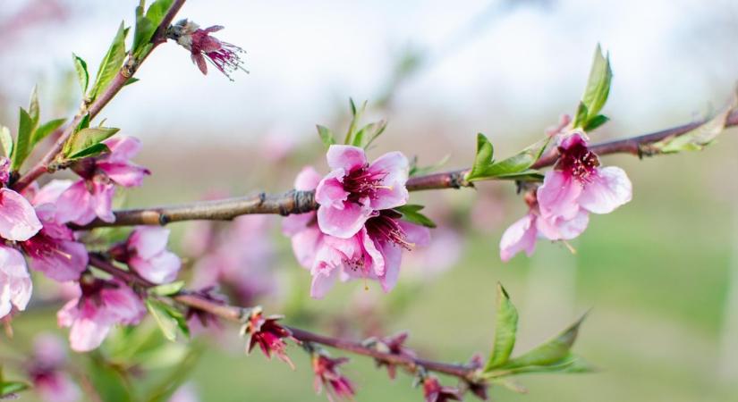 Kajszid vagy őszibarackod van? Most dől el, hogy lesz-e mit szüretelned idén