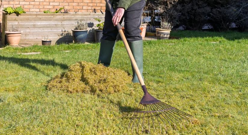 A te gyepeden is megjelent? Így védekezhetsz gyorsan és egyszerűen a hópenész ellen