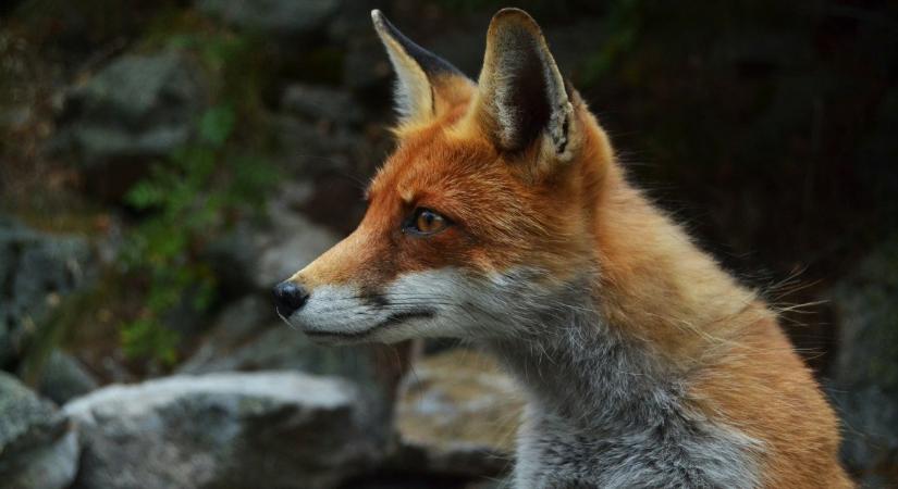 Potyautasként kelt át az Atlanti-óceánon egy róka