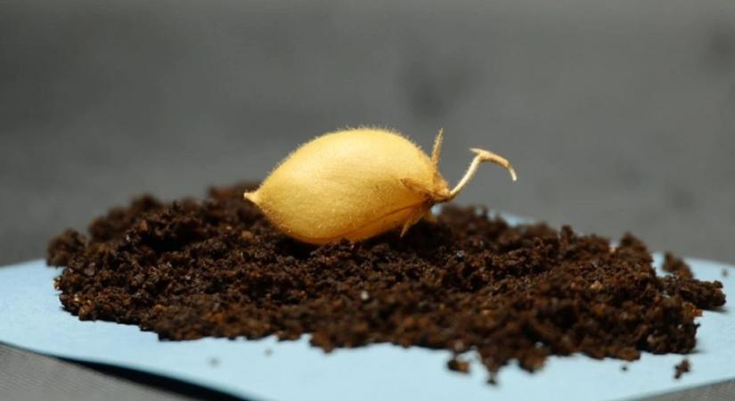 Csicseriborsó a Holdon? – Meglepő áttörést értek el a kutatók