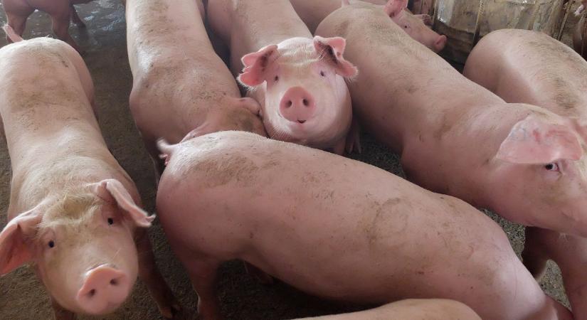 Már nem a profit, hanem a puszta túlélés a tét a magyar sertéstelepeken