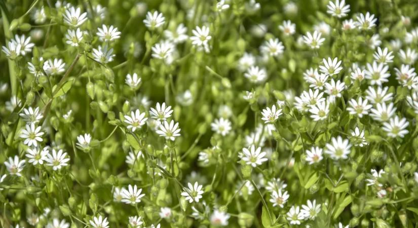 Támad a tyúkhúr? Így támadj vissza!