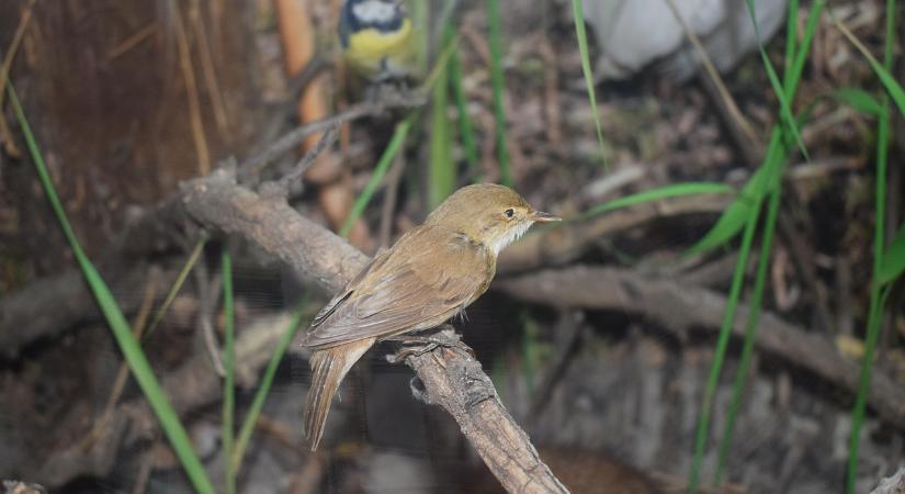 Nemzeti parkjaink kulcsszerepe természeti örökségünk megőrzésében