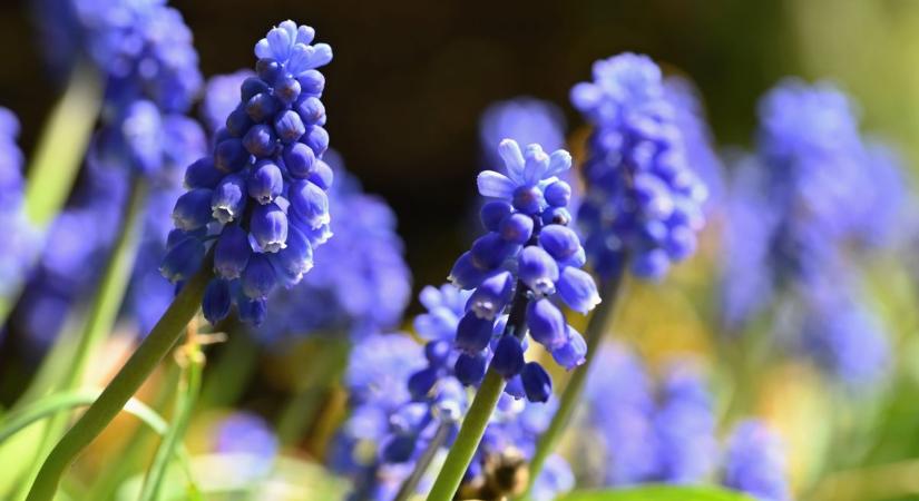 Tavaszi virág-kvíz: próbára tesszük, mennyire ismered a tavasz virágait