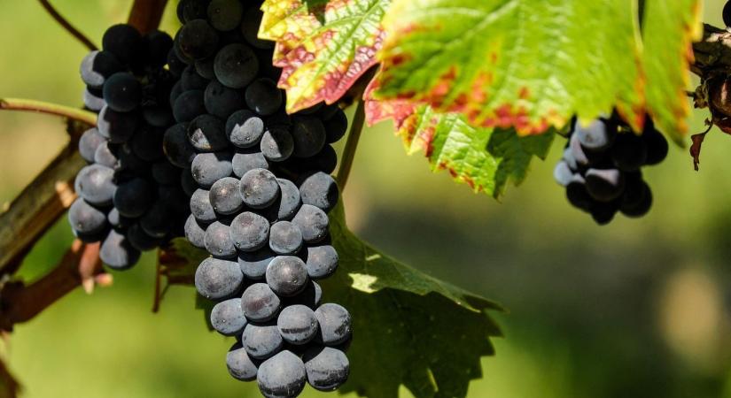 Tíz éven belül eltűnhet a magyar szőlők fele? Egy fék nélküli autóhoz hasonlítják a járványt