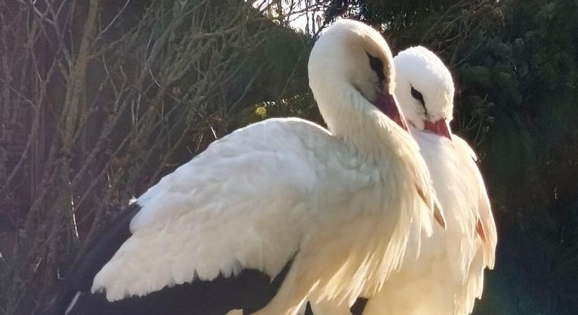 Élő videón az örök gólyaszerelem: 9-edjére tért vissza a párjához Szofi