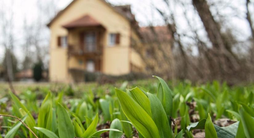 Medvehagyma-láz az erdőkben: mutatjuk a legjobb lelőhelyeket