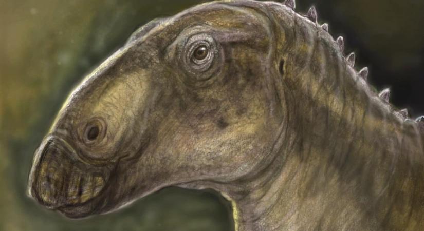 Új dinoszauruszfajt fedeztek fel Erdélyben
