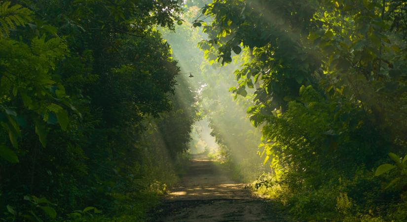 Idegen fajok szállták meg a magyar térséget: drasztikus lépésre készülnek