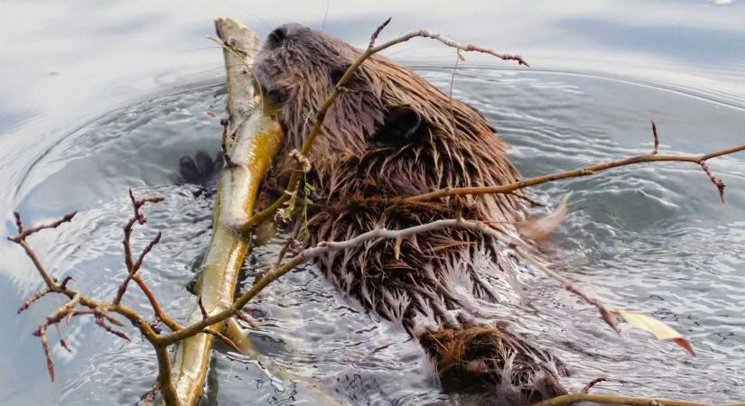 Vízmérnökök a székelyföldi folyóvizekben: áldás vagy átok a hód jelenléte?