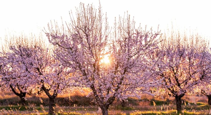 Mandulavirágzás és borospincék Balatonakaliban